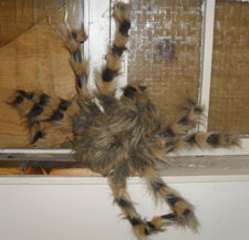 Brown Spider
