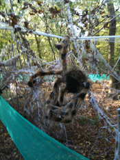 Spider in Web