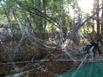 Spiderwebs