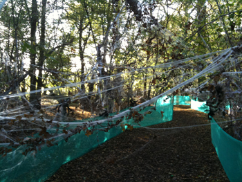 Spiderwebs